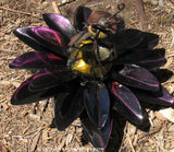 Yard Art Metal Flower on Spring with Music Ant 15"  MFSMA005